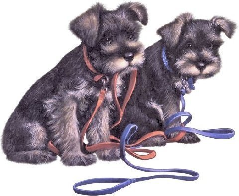Cute Dogs - Waiting For Someone To Take Them Home