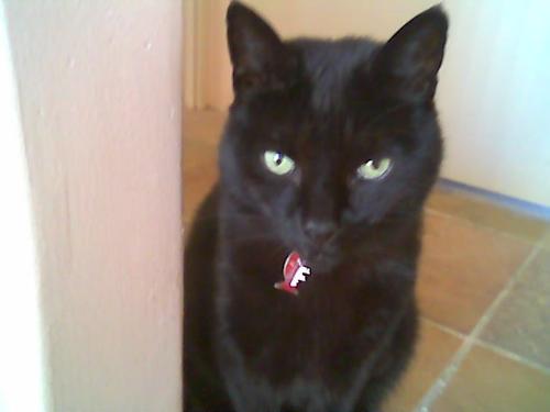 Friday - My cat Friday