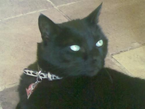 Friday - My cat Friday Friday - My cat Friday