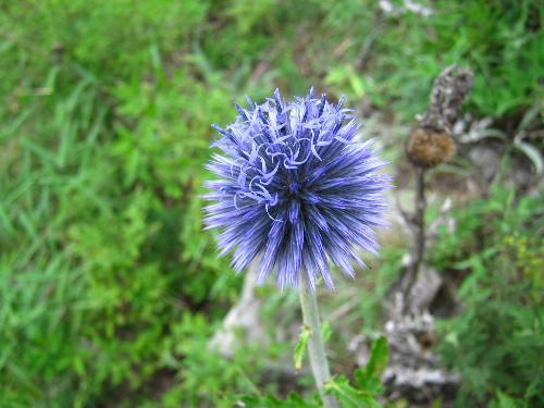flower - have u ever seen it.do u like it.