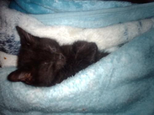 My little kitty  - His name is sweep and he is now 4 months old but still just as cute as he is here i think he is about 3 1/2 weeks old here aww bless :)