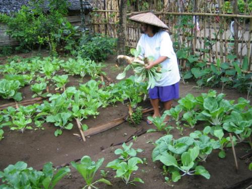 fresh garden veggies - vegetables like radish and pechay are grown in backyards in the Philippines