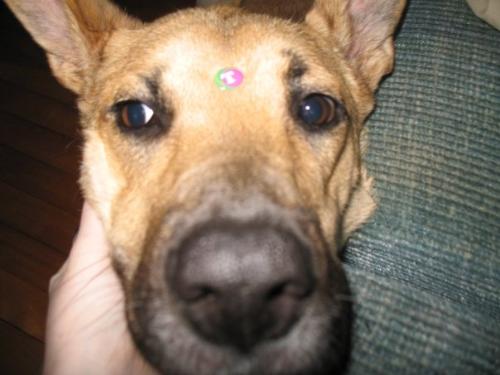 Armani - This is my Armani girl, She is a boxer/ great dane mix :)