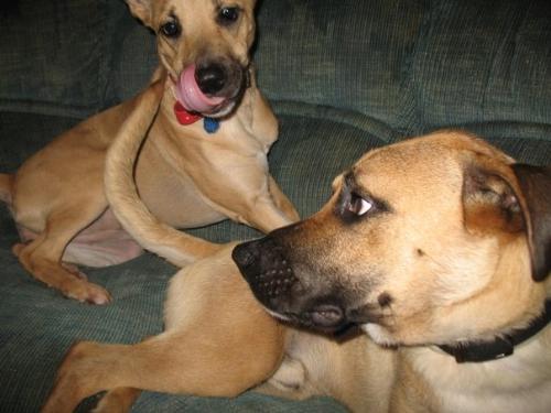 Armani and Boss - This is Armani and boss, boxer/great dane mix and boxer mix
