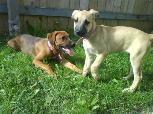 Jersey and Armani - Jersey is a rottweiler/pit mix, armani boxer/great dane mix