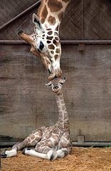 Giraffe and Baby - A giraffe and it's baby.