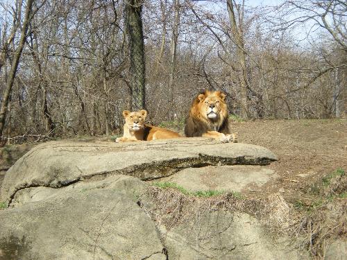 Lions - What a beautiful picture!