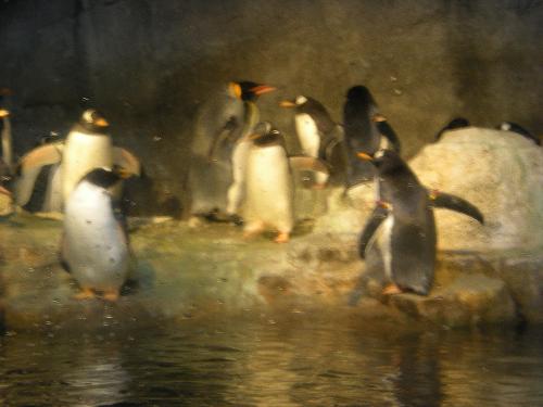 Penguins - penguins at the zoo