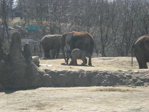 elephants - elephants at the zoo