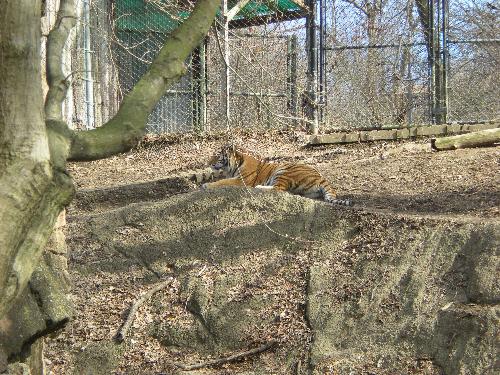 Tiger - Lions, Tigers, Bears, OH MY!