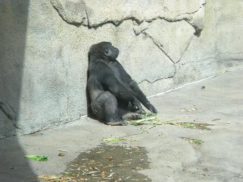 Monkey - Monkey at the zoo