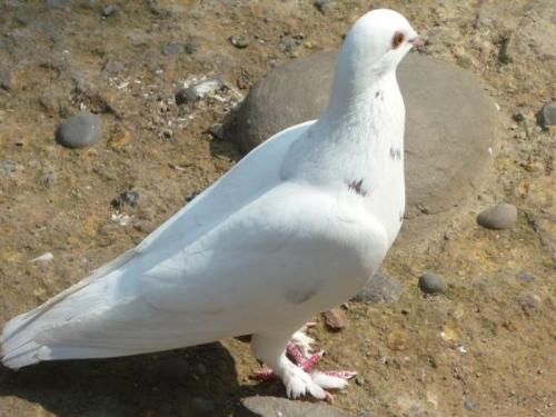 A white dove - This picture was taken in a park.
