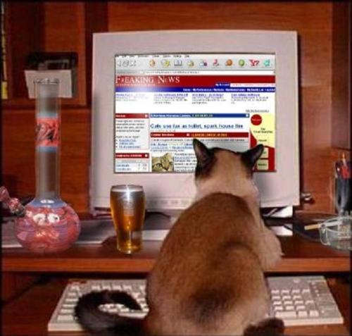 bast surfing internet - surfing