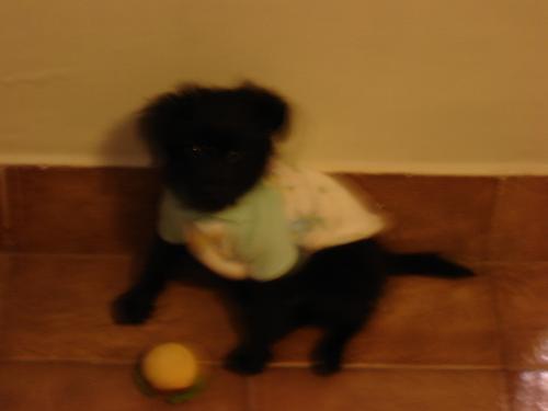 My dog - That's my dog...