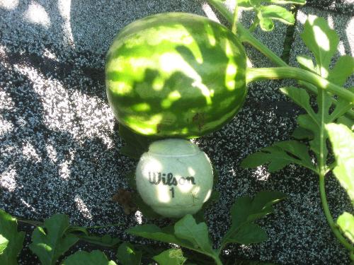 Won&#039;t be long now - My first attempt at growing watermelons in my garden here in Minnesota. This is getting nicely shaped and ripening quickly as well.