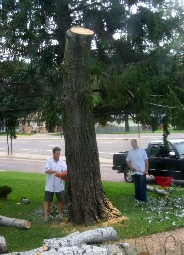 The End! - Finally got rid of the annoying Cottonwood tree in my yard.