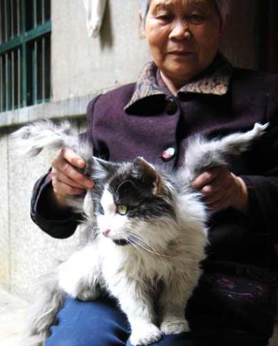 A Chinese woman claims her cat has grown wings. - Granny Feng's tom cat has sprouted two hairy 4ins long wings. 'At first, they where just two bumps, but they started to grow quickly, and after a mounth there were two wings' she said. Feng, of Xianyang city, Shaanxi province, says the wings, which contain bones, make her pet look like an 'cat angel' ^_^. Her explanation is that the cat sprouted the wings after being sexually harassed. 'A month ago many female cats in heat came to harass him and than wings started to grow' she said. However, experts say the phenomenon is more likely down to a gene mutation, and say it shouldn't prevent the cat living a normal life.