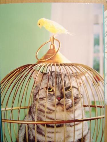 taking a revenge - Maybe you have seen how a bird was treated by a cat if the former was locked in the cage.It is no doubt that the cat will be looking very anxiously to the bird from time to time,just like a hunter meets his prey.Then just imagine,if one day,the bird is free,and the cat is locked instead,how do you think it will be? Will the bird gonna treat the cat in the same way? I think he can not,but does he feels good?Then,if this gonna happen to the human world,can you guess what happen next?