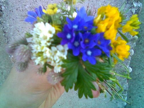 Wild flowers - I picked these flowers near my house.