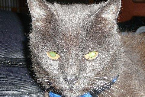 Shady Fall 2008 - A friend took this closeup of Shady last year when she was staying with my mother and me.