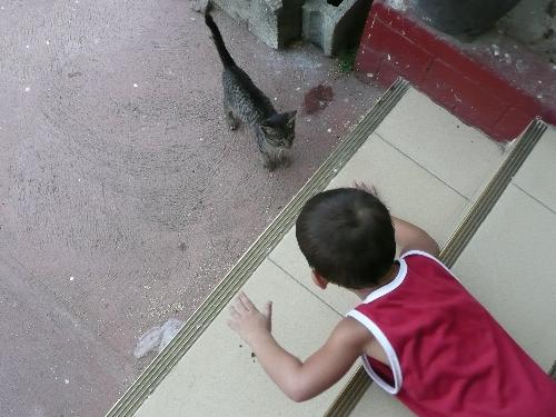 my son and his kitten - my son having so much fun with his kitten..playing all day.