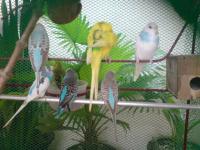 lovebirds - this were my lovebirds..before they were eaten by big cat.