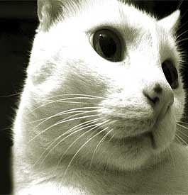 cat - An adorable cat.
