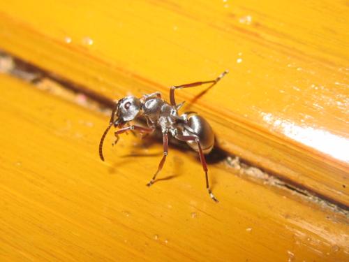 the silver ant - I saw this ant when we had out thesis making recently... i was just so amazed by its color, its so unusual. cool. and they're kinda big for ant you know. i found this in Jala-Jala, Rizal, Philippines