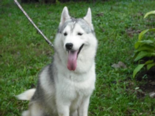 siberian husky - jumong our new siberian husky