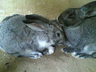 Rabbits - Two cuddly rabbits, so adorable. I will think twice before eating rabbit meat!