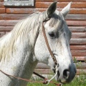 White Horse - Avatar