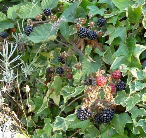 Blackberries - Blackberries - very popular with blackbirds