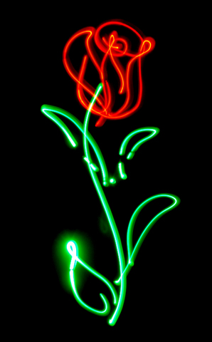 Single Rose - Pretty, isn't it?