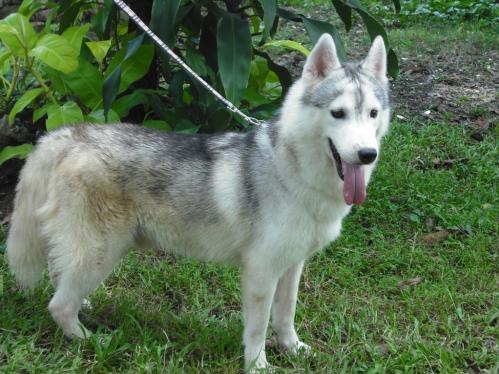 jumong - siberian husky jumong