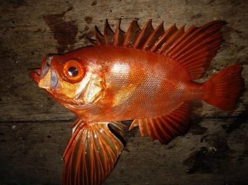 Red Fish - This fish was capture by diver in sabah sea.
