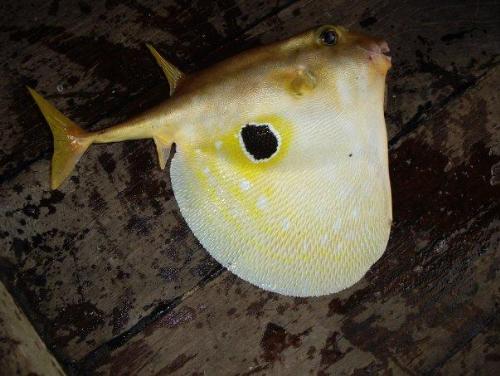 Unknown Fish - This fish was capture by diver in sabah sea