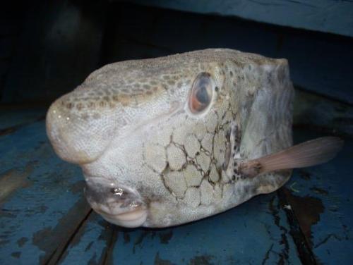 Box Fish - This fish captured by diver in sabah sea