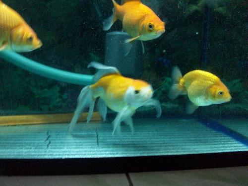 Keeping fishes - Keeping fishes in a aquarium. Doc.Pormadi