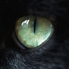 Cat's Eye - Close up of cat's eye.