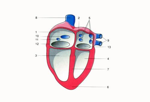 the internal structure of the heart - this is the internal structure of the heart
