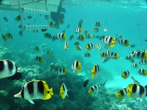 lots of fishes in the sea - the best of my love? you can take the photo as you screensaver!