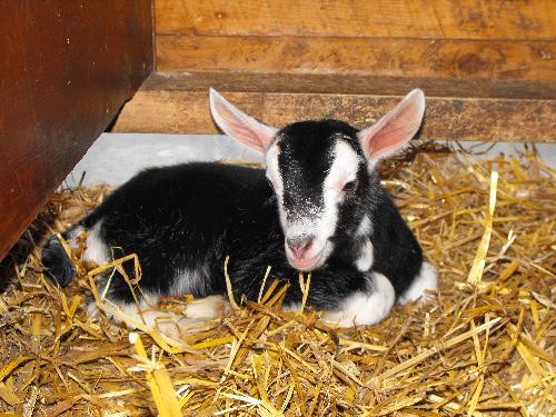 baby goat - one of our baby goats - out of my little goldie - unfortunately - this beautiful baby did meet with an accident and got sat on or smothered!