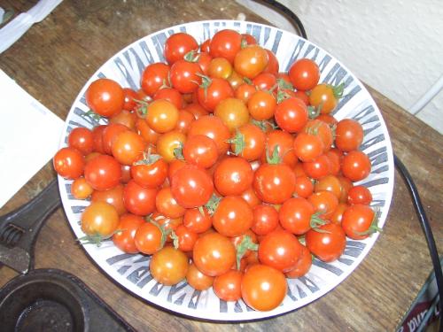 Tomatoes I picked this morning. - The huge amount of tomatoes I picked this morning, the variety of plant was tumbling tom.