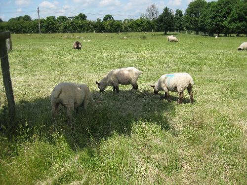 sheep - A picture of some sheep at a local farm which is just down the road from my house