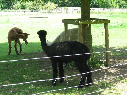 Alpackas - A picture of some Alpackas at the local farm which is just down the road from my house