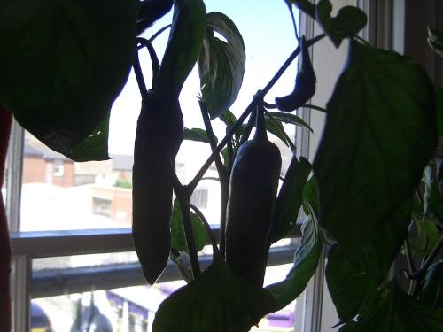 capsicum chilli's. - capsicum chilli's grown indoors, this variety aren't hot they are just like normal peppers.