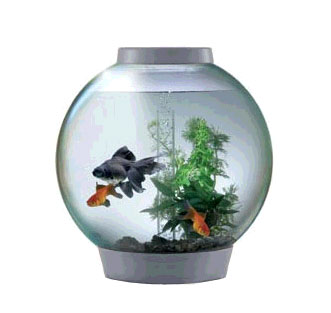 Hello I am here friend - hello I am here friend. This is my friend with me. I think this aquarium too small for us
