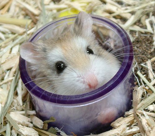 hello I am here - hello all, I am here. that is very good place for hide. Come on friend follow me