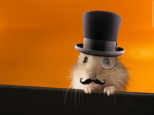 Funny Hamster - Hamster is very funny pets. Hamster look like a mouse, but more funny. They like run around in their rolling place