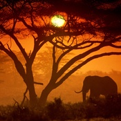 Sun Set Hue  - Sun set hue and elephant